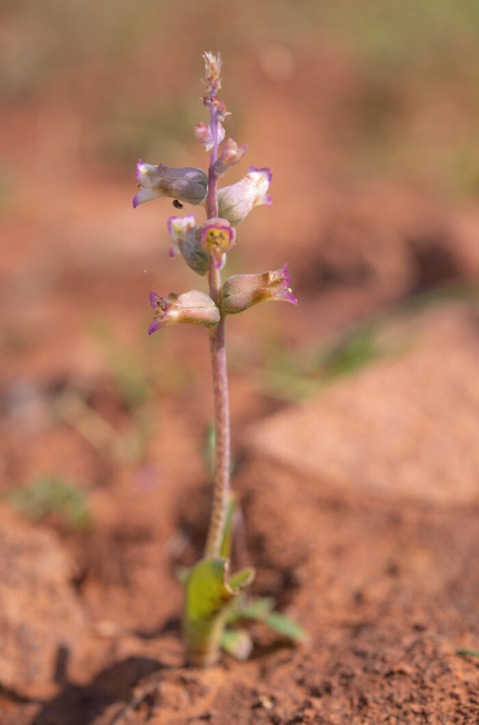 Drab Viooltjie (Lachenalia obscura)