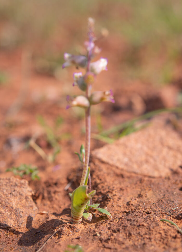 Drab Viooltjie (Lachenalia obscura)