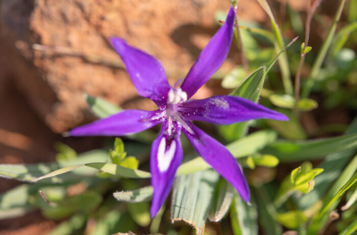 Dolerite Clay Bobbejaantjie (Babiana framesii)