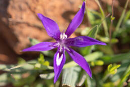 Dolerite Clay Bobbejaantjie (Babiana framesii)