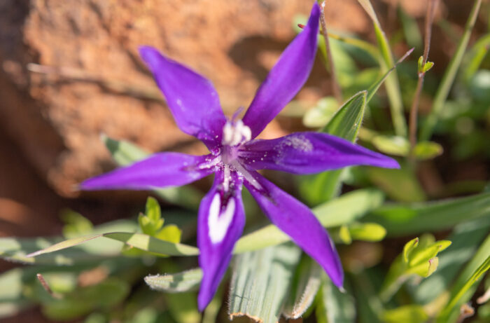 Dolerite Clay Bobbejaantjie (Babiana framesii)