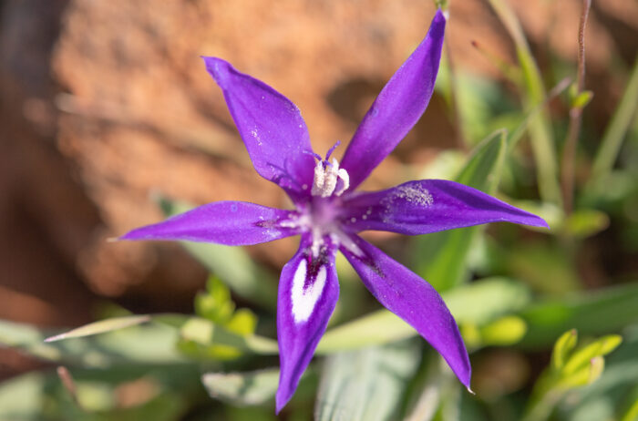 Dolerite Clay Bobbejaantjie (Babiana framesii)