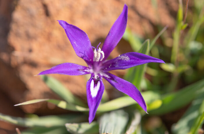 Dolerite Clay Bobbejaantjie (Babiana framesii)