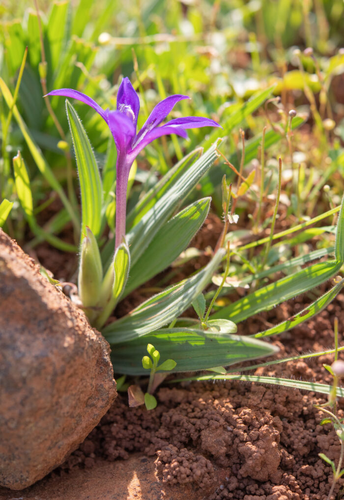 Dolerite Clay Bobbejaantjie (Babiana framesii)