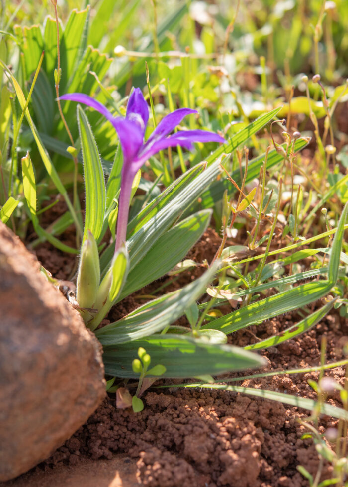 Dolerite Clay Bobbejaantjie (Babiana framesii)