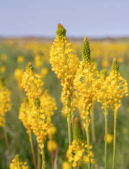 Water Catstail (Bulbinella nutans)