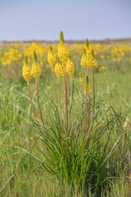 Water Catstail (Bulbinella nutans)