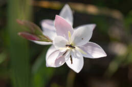 Bokkeveld Eveninglily (Hesperantha cucullata)