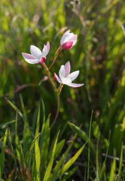 Bokkeveld Eveninglily (Hesperantha cucullata)