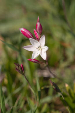 Bokkeveld Eveninglily (Hesperantha cucullata)