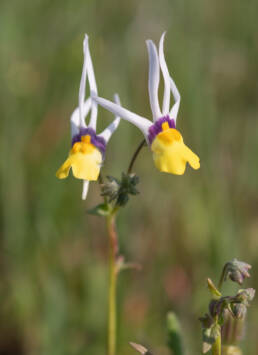 Longmane Lionface (Nemesia cheiranthus)