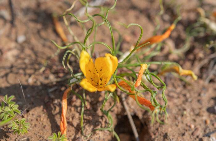 Romulea tortuosa