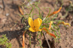 Romulea tortuosa