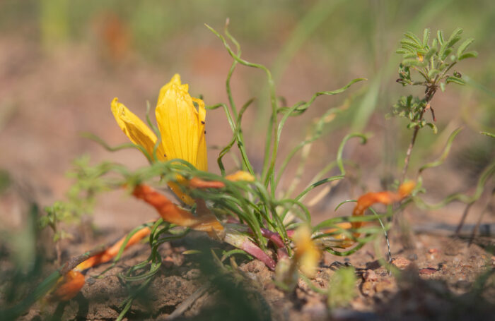 Romulea tortuosa