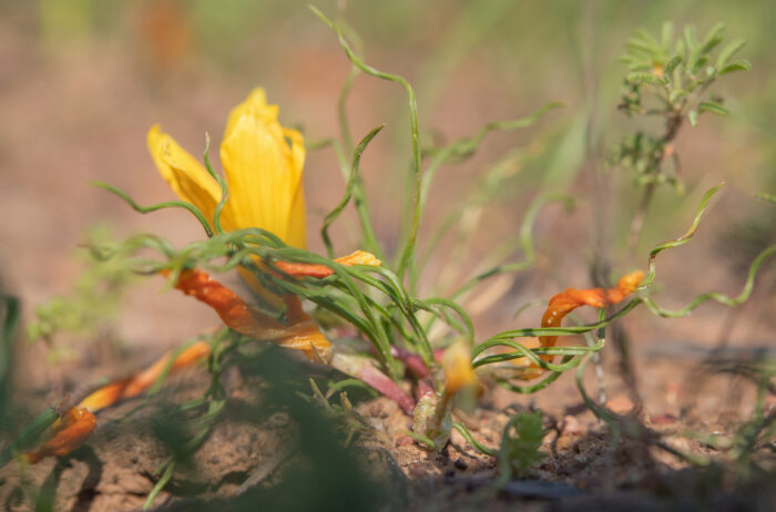 Romulea tortuosa