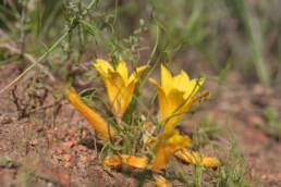 Romulea tortuosa