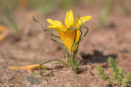 Romulea tortuosa