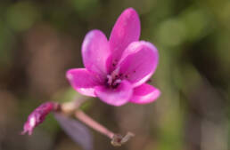 Pink Eveninglily (Hesperantha pauciflora)