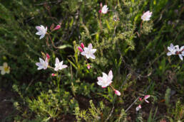 Bokkeveld Eveninglily (Hesperantha cucullata)