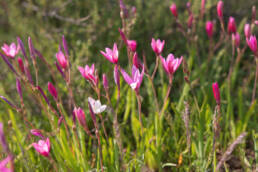 Pink Eveninglily (Hesperantha pauciflora)