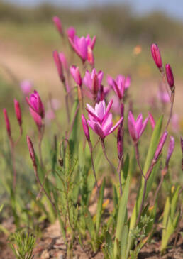 Pink Eveninglily (Hesperantha pauciflora)