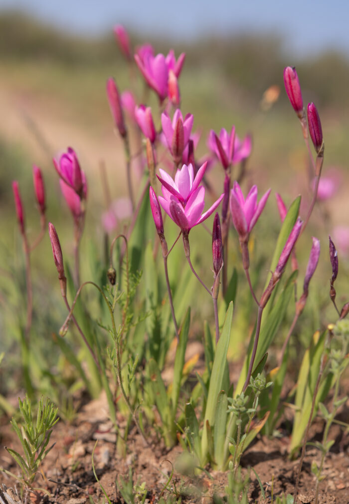 Pink Eveninglily (Hesperantha pauciflora)