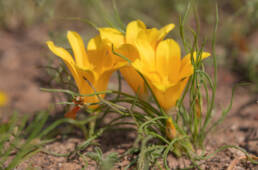 Romulea tortuosa