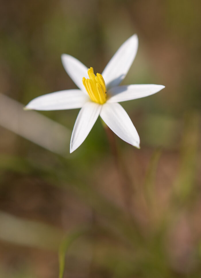 Gold Capestar (Pauridia serrata)