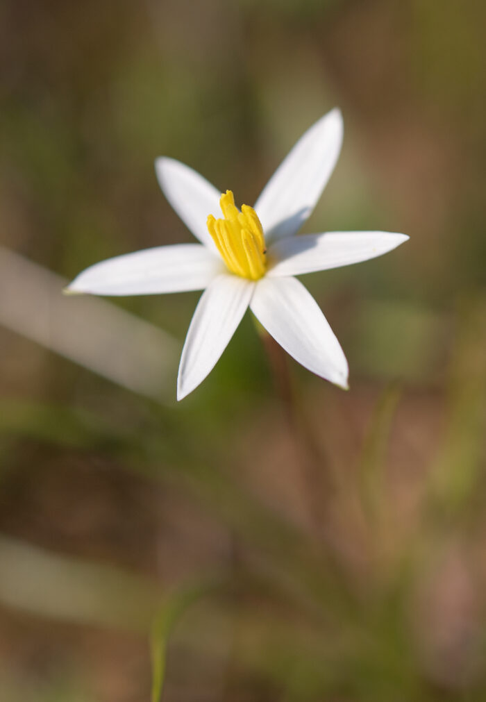 Gold Capestar (Pauridia serrata)