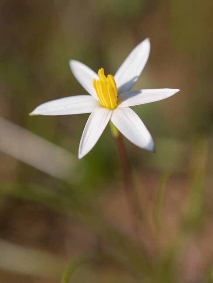 Gold Capestar (Pauridia serrata)