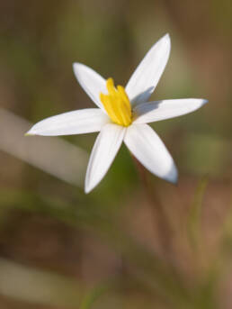 Gold Capestar (Pauridia serrata)