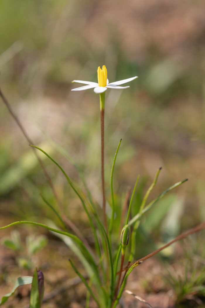 Gold Capestar (Pauridia serrata)