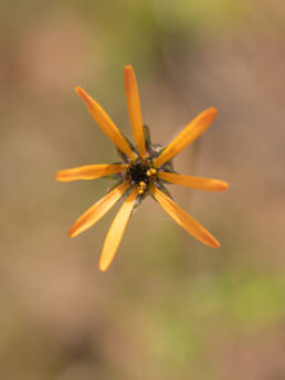 Star of the Veldt (Ursinia anthemoides)