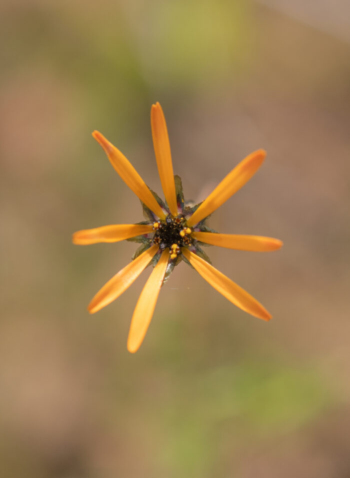 Star of the Veldt (Ursinia anthemoides)