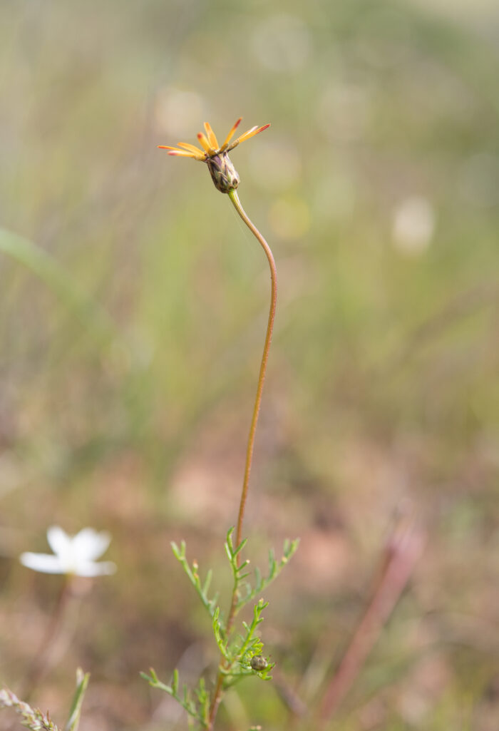 Star of the Veldt (Ursinia anthemoides)