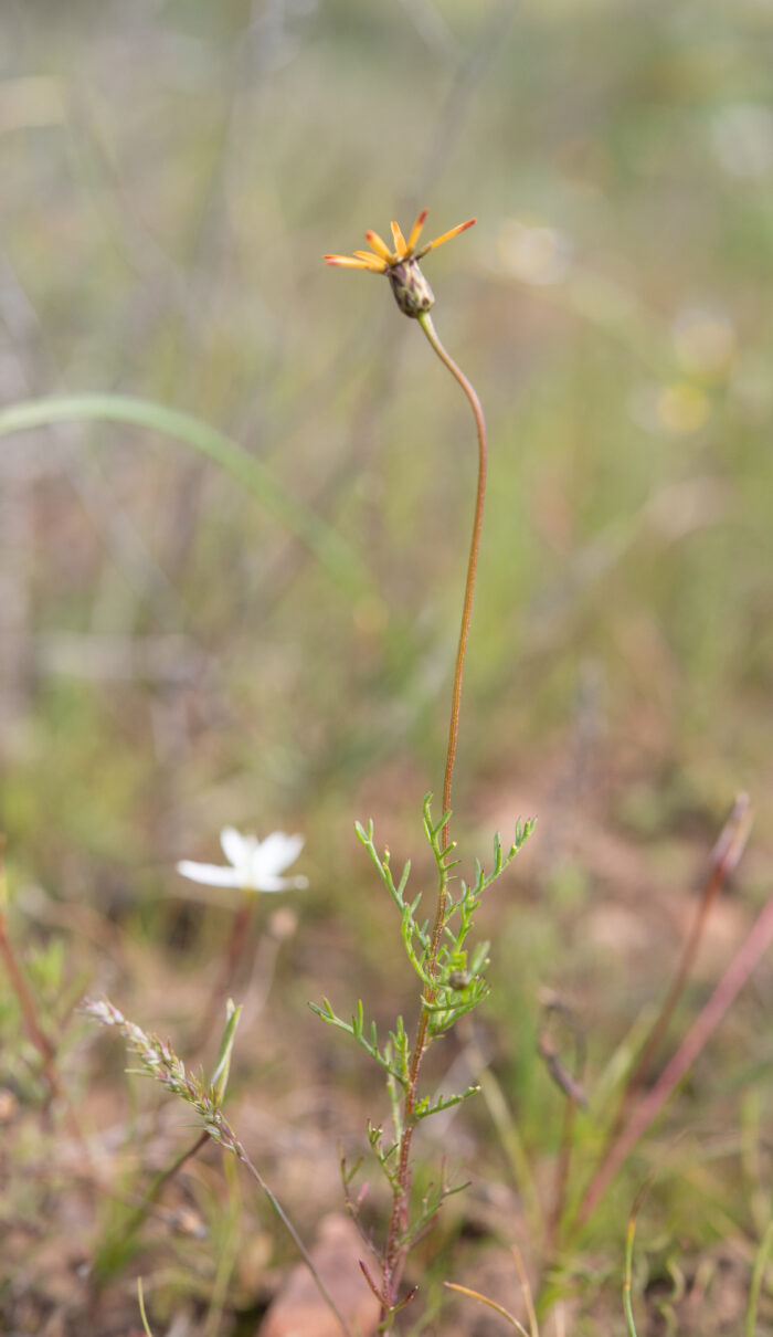 Star of the Veldt (Ursinia anthemoides)