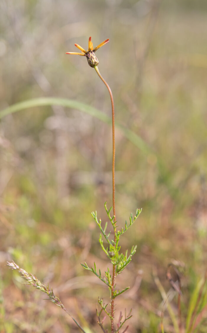 Star of the Veldt (Ursinia anthemoides)