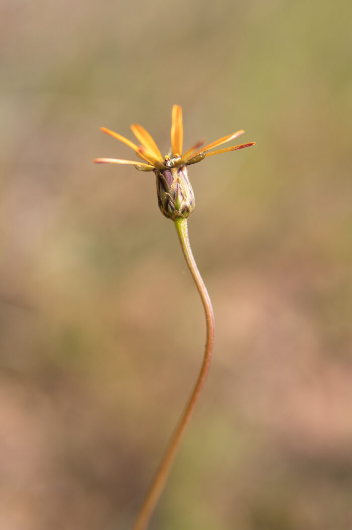 Star of the Veldt (Ursinia anthemoides)