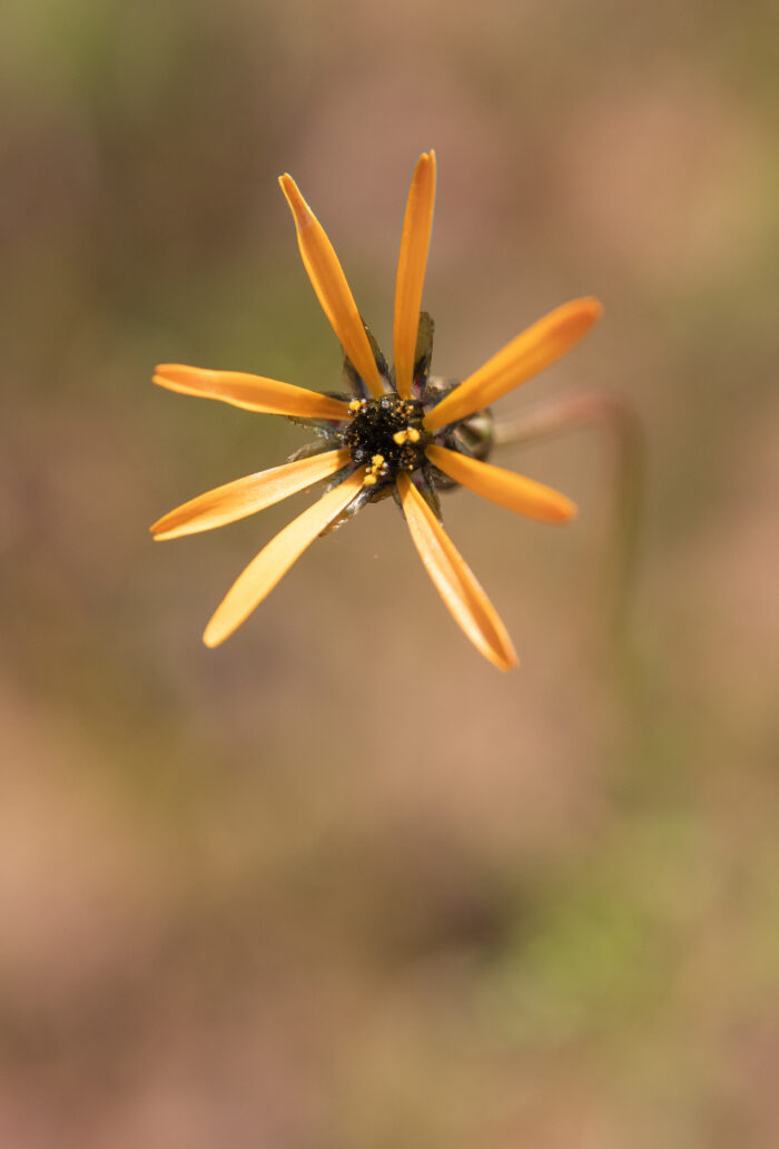 Star of the Veldt (Ursinia anthemoides)