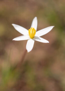 Gold Capestar (Pauridia serrata)