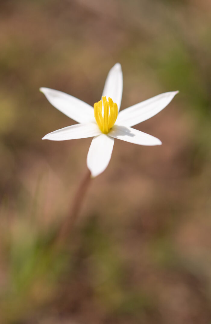 Gold Capestar (Pauridia serrata)