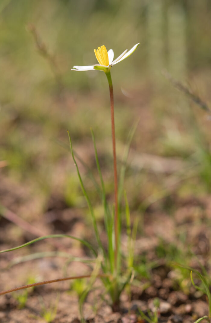 Gold Capestar (Pauridia serrata)