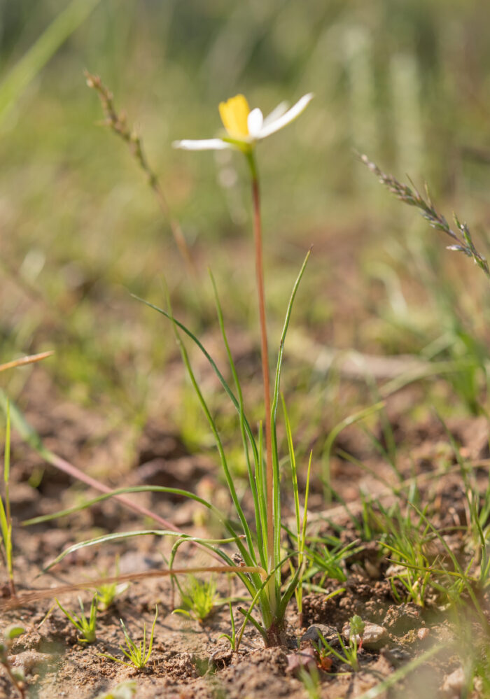 Gold Capestar (Pauridia serrata)