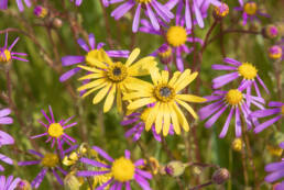 Cape plant (Asteroideae)