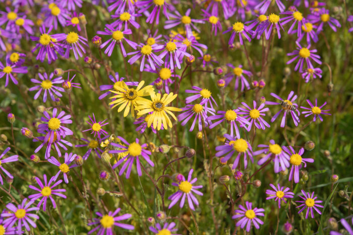 Cape plant (Asteroideae)