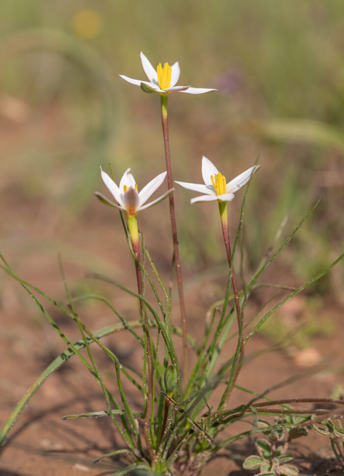 Gold Capestar (Pauridia serrata)