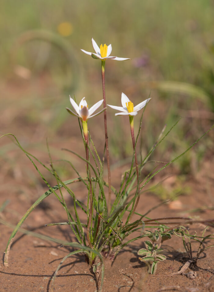 Gold Capestar (Pauridia serrata)