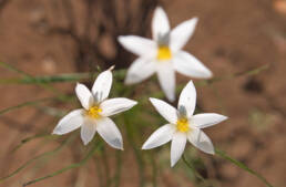 Gold Capestar (Pauridia serrata)