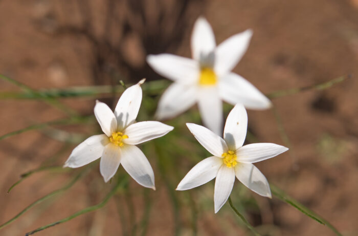 Gold Capestar (Pauridia serrata)