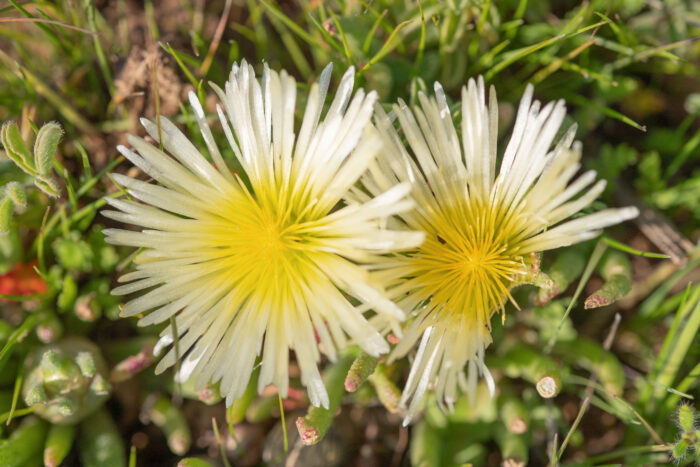 Mesembryanthemum resurgens